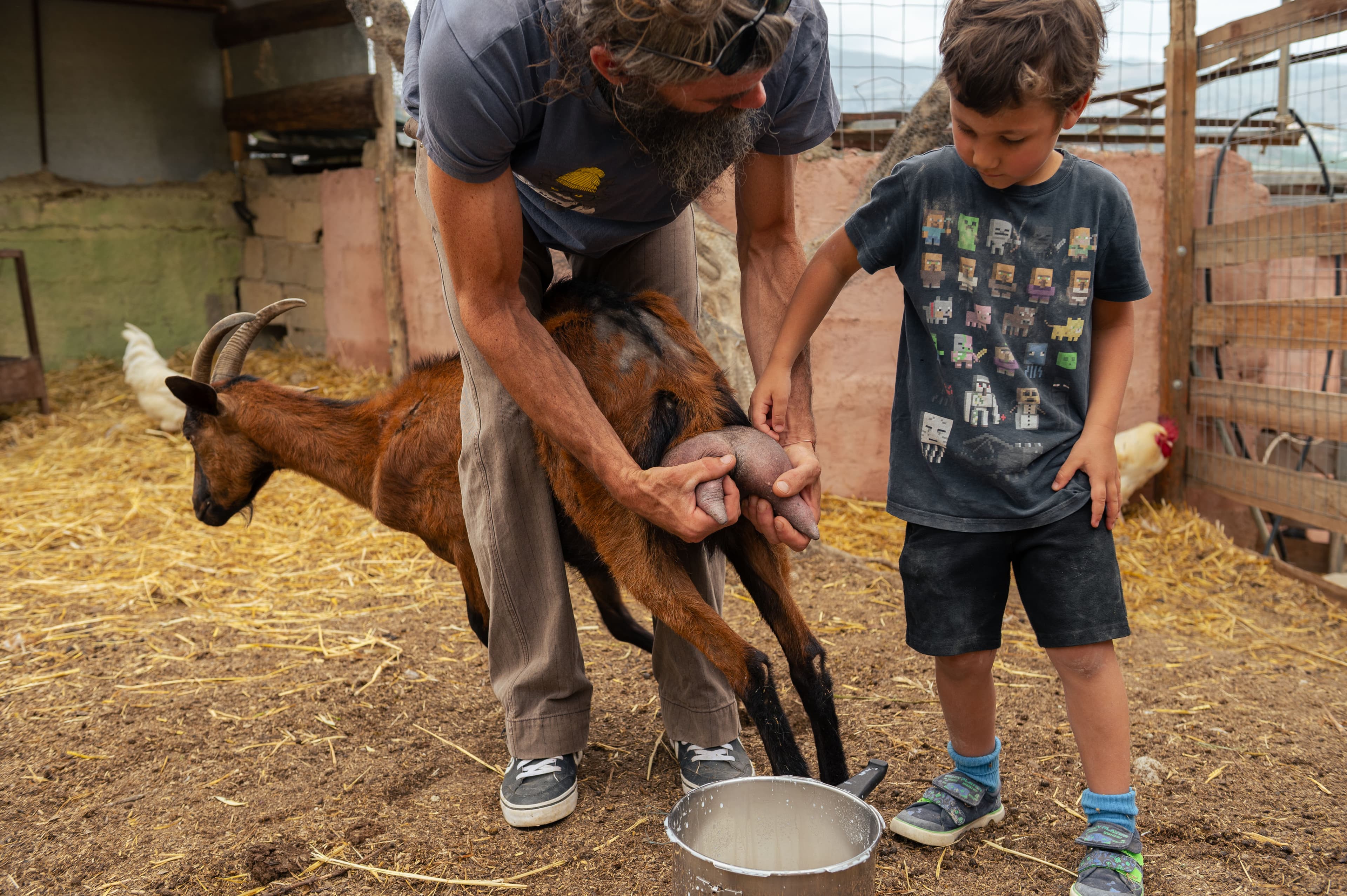 Farm animals