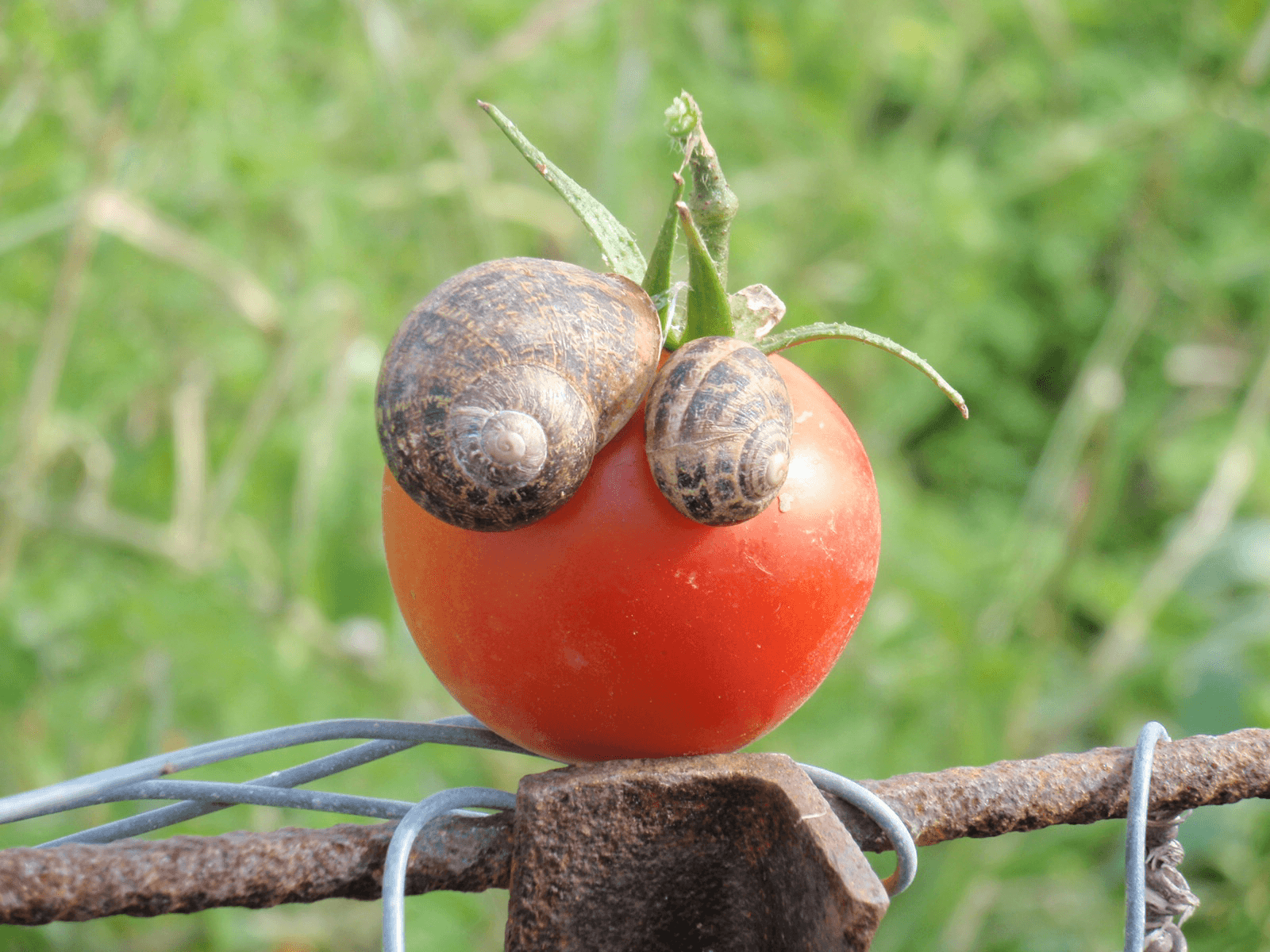 Our produce