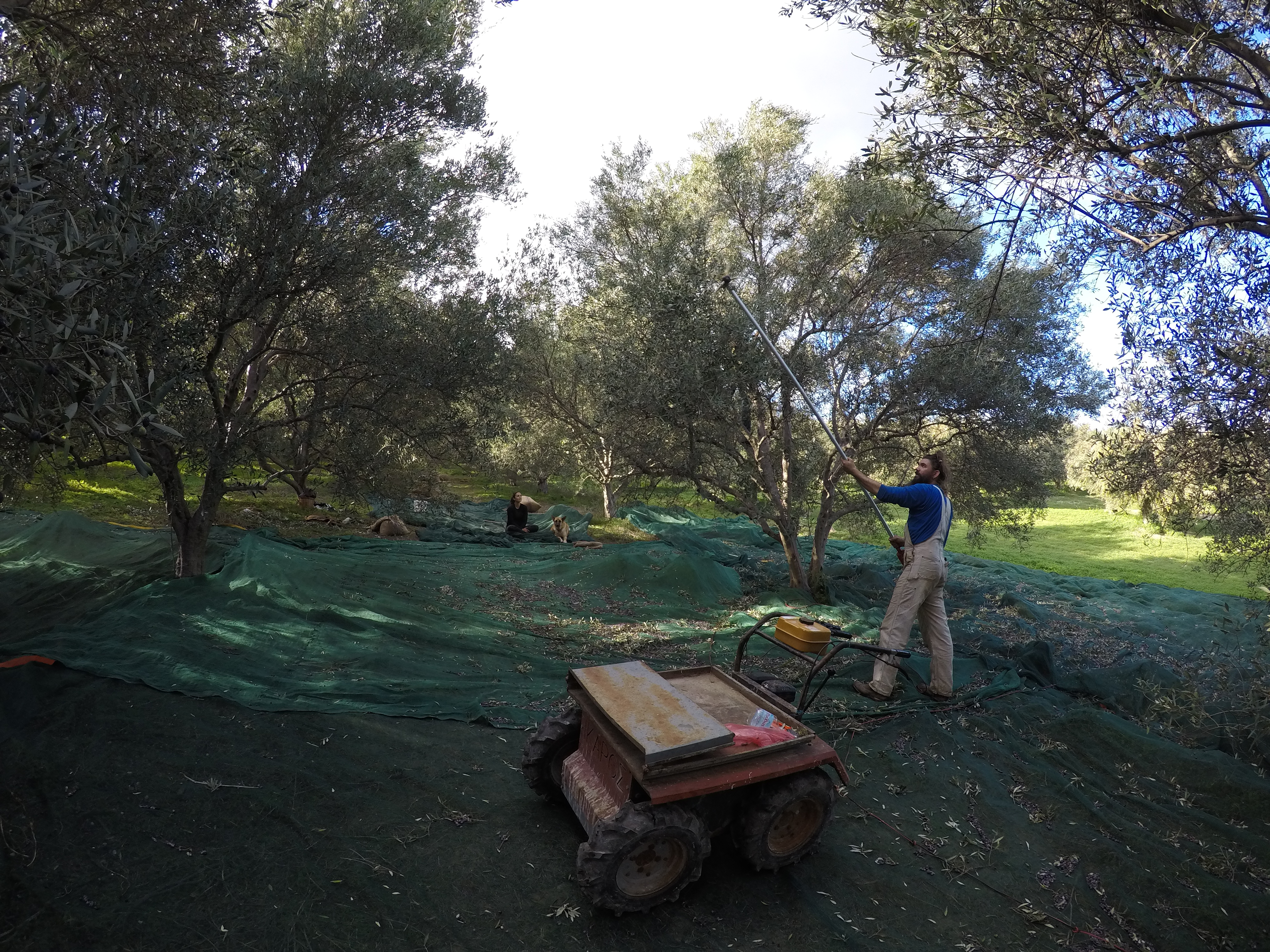 Shaking the olives from the trees