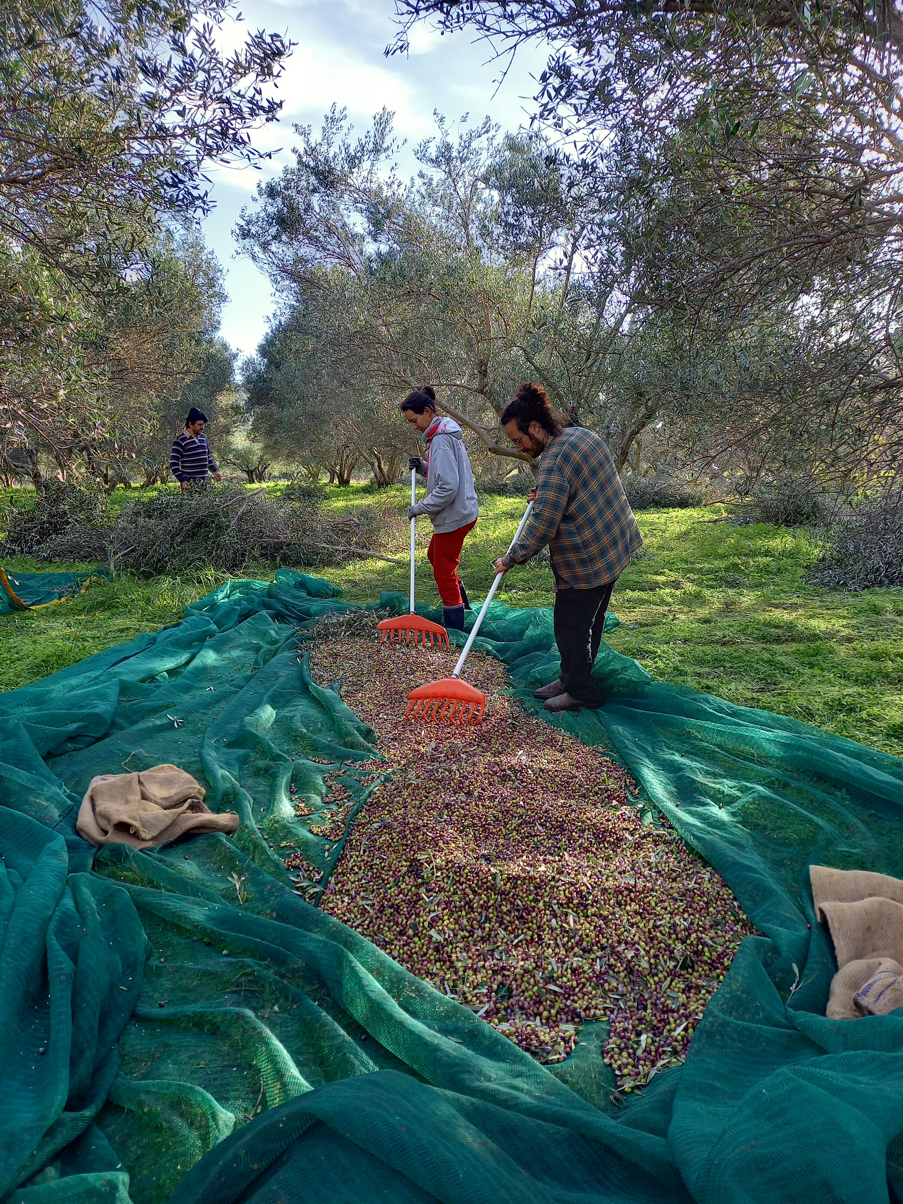 Collecting the harvest