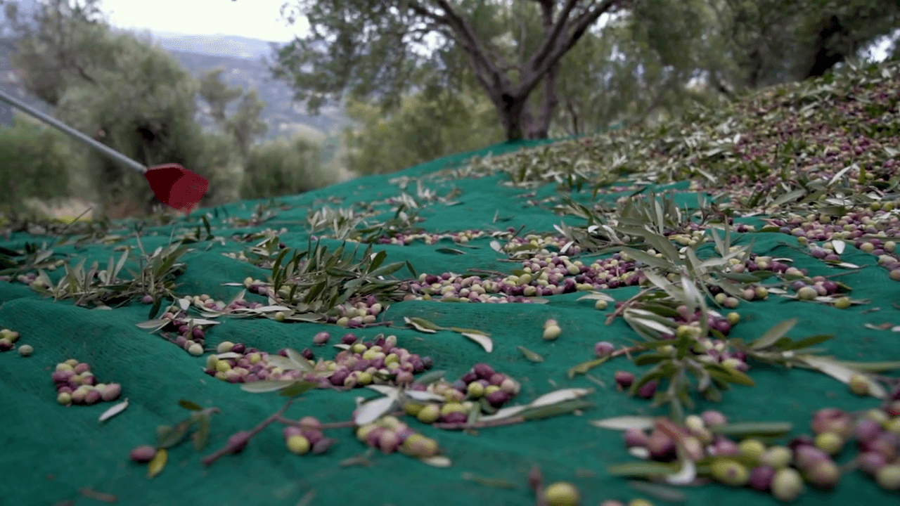 Cretan Olive Oil